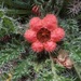 Caiophora rosulata - Photo 由 Spencer Hardy 所上傳的 (c) Spencer Hardy，保留部份權利CC BY-NC