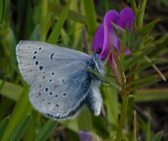 Icaricia icarioides fenderi