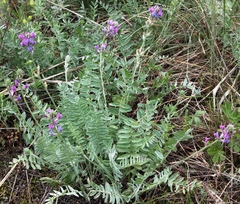 Oxytropis ponomarjevii