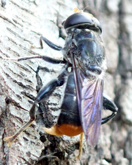 Malometasternum rufocaudatum