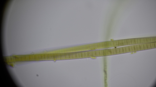 Phormidium observed 2026-03-19