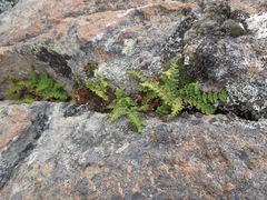 Woodsia montevidensis