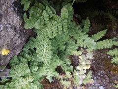 Woodsia montevidensis