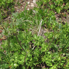 Anemonastrum zephyrum