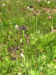Anemonastrum zephyrum