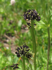 Anemonastrum zephyrum