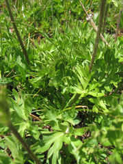 Anemonastrum zephyrum