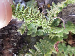 Woodsia montevidensis