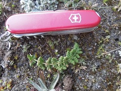 Woodsia montevidensis