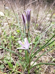 Androstephium coeruleum
