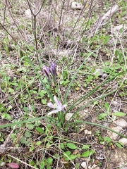 Androstephium coeruleum