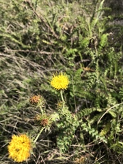 Berkheya carduoides