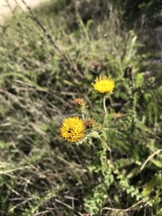 Berkheya carduoides