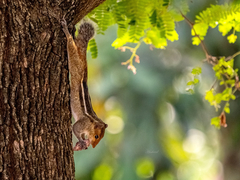 Funambulus tristriatus