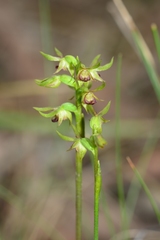 Genoplesium ciliatum
