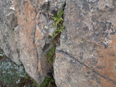 Woodsia montevidensis