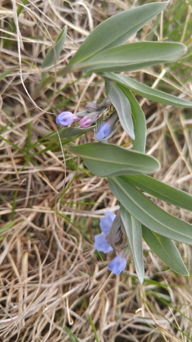 Prairie Bluebells (Mertensia lanceolata)