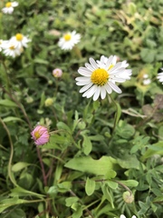 Dichaetophora campestris