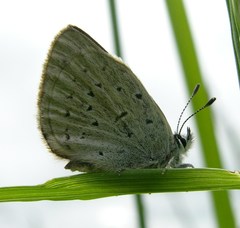 Icaricia icarioides fenderi