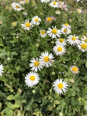 Dichaetophora campestris