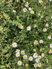 Dichaetophora campestris