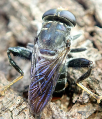 Malometasternum rufocaudatum