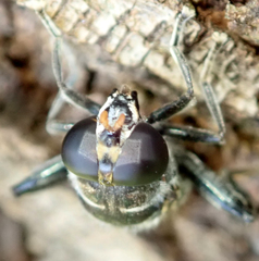 Malometasternum rufocaudatum