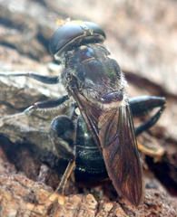 Malometasternum rufocaudatum