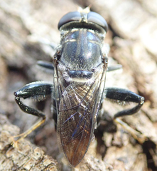 Malometasternum rufocaudatum