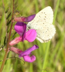 Icaricia icarioides fenderi