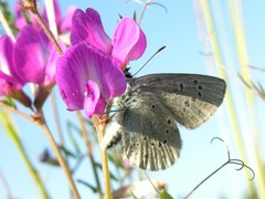 Icaricia icarioides fenderi