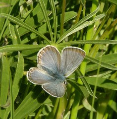 Icaricia icarioides fenderi