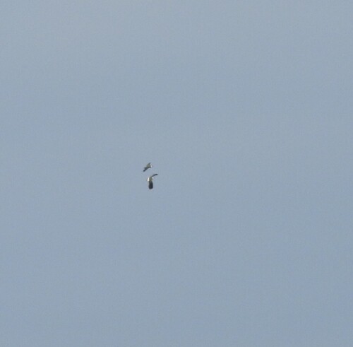 Northern Lapwing