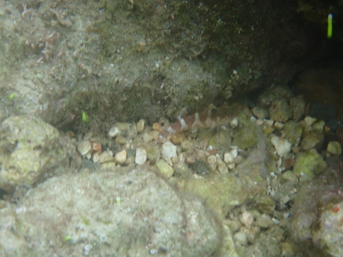 Malacoctenus triangulatus