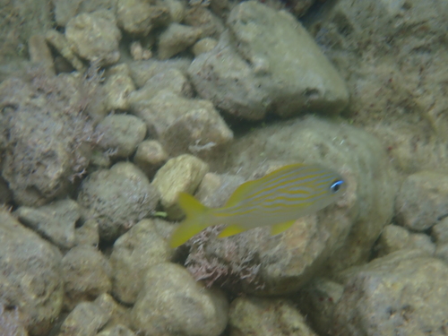 Haemulon flavolineatum