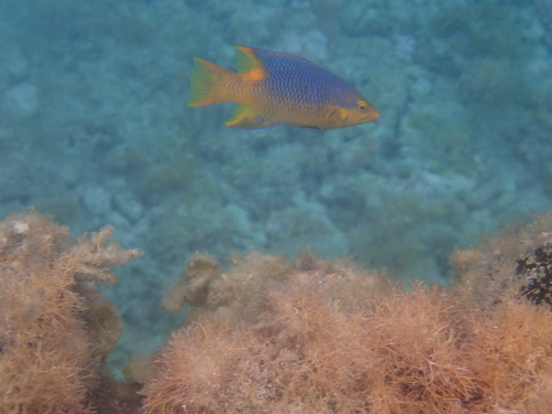 Bodianus rufus