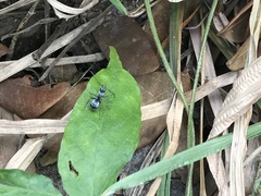 Polyrhachis