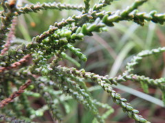 Lepidothamnus intermedius