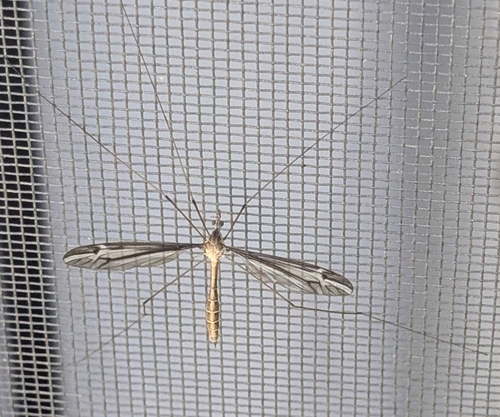 Unknown species found near Denton, TX 76208, USA
