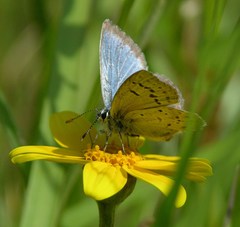 Icaricia icarioides fenderi