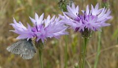 Icaricia icarioides fenderi