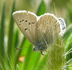 Icaricia icarioides fenderi