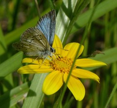 Icaricia icarioides fenderi