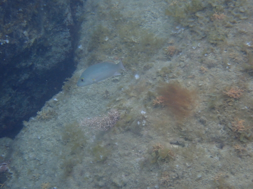 Lutjanus mahogoni