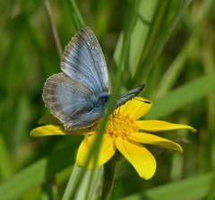 Icaricia icarioides fenderi