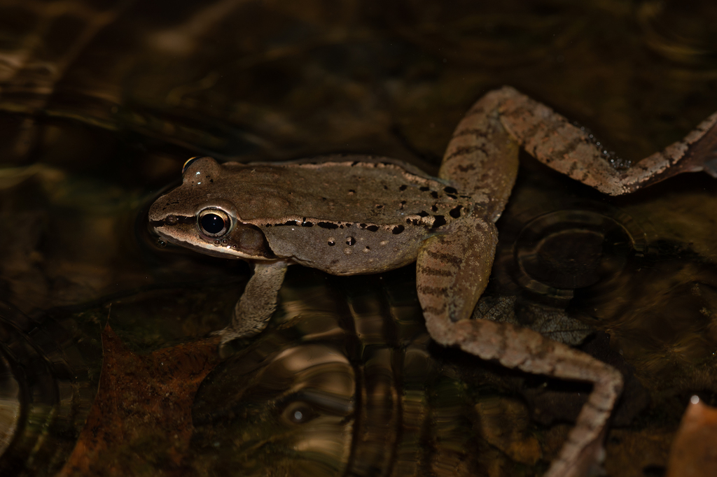 Wood Frog from Montgomery, Maryland, United States on March 2, 2020 at ...