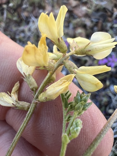 Inyo Milkvetch (Astragalus inyoensis)
