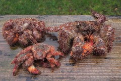 Acantholithodes hispidus