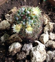 Mammillaria voburnensis
