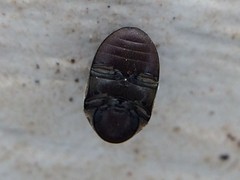 Bostrichoidea